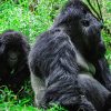21 day kenya, uganda wildlife and gorilla encounter safari