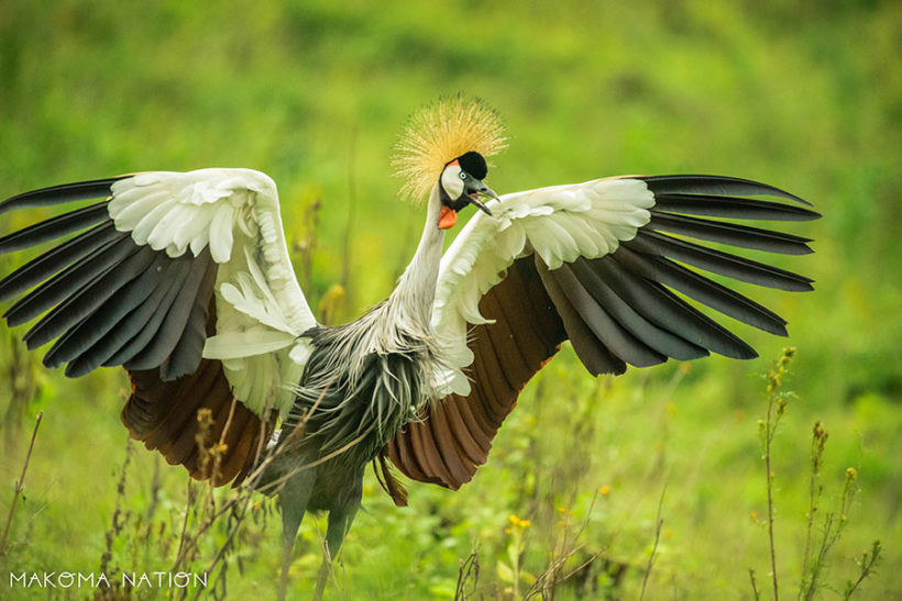 grey-crowned-crane