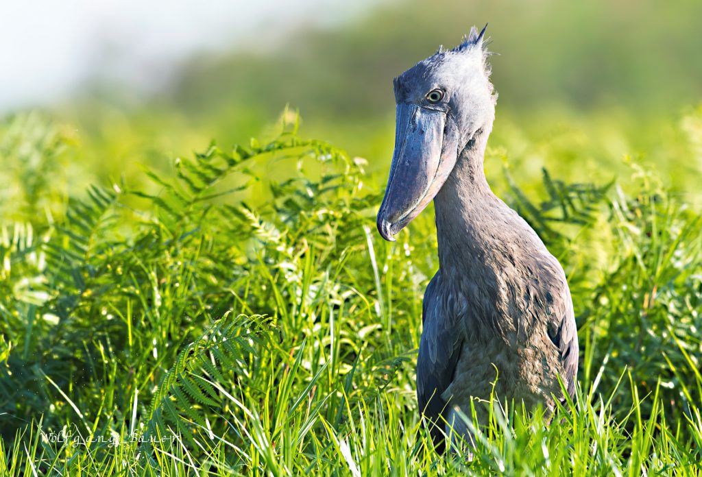 birding , bird watching in Uganda, Shoebill