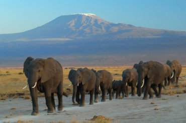 Amboseli National Park