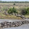 Mara-migration…