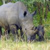 Ziwa-Rhino-Sanctuary2