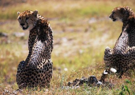 6 days Discover Kenya Safari