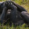 chimpanzee-tracking