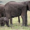 elephants-masai-mara