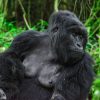 gorilla-family