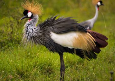 grey-crowned-crane