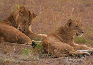 lionesses-in-uganda