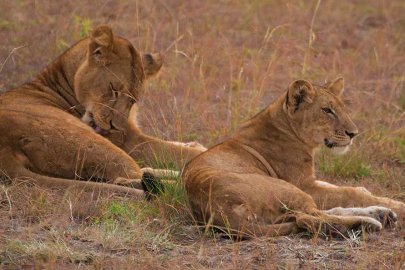 lionesses-in-uganda
