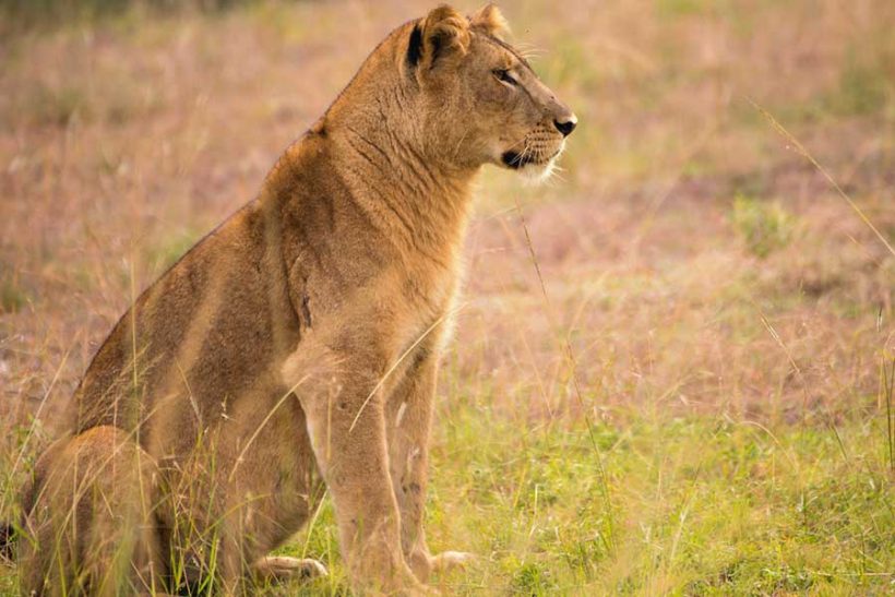 lions-of-uganda-qenp
