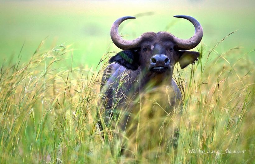 buffalo in Lake mburo