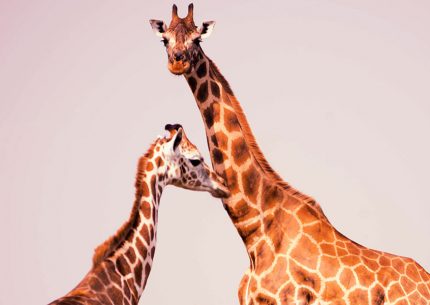 Giraffes in Murchison falls national park, Uganda