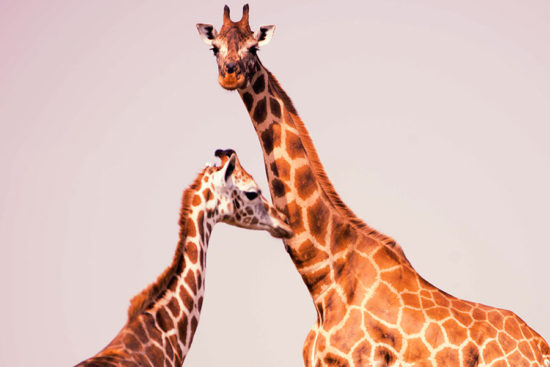 Giraffes in Murchison falls national park, Uganda