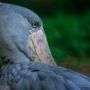7 days Uganda birding safari - shoebill