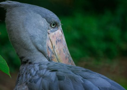 7 days Uganda birding safari - shoebill