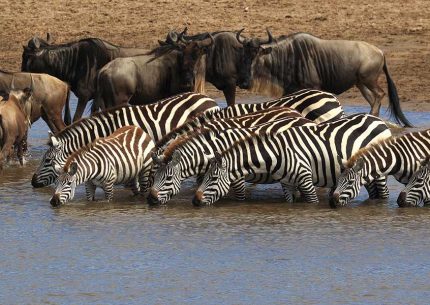 Tanzania wildebeest migration
