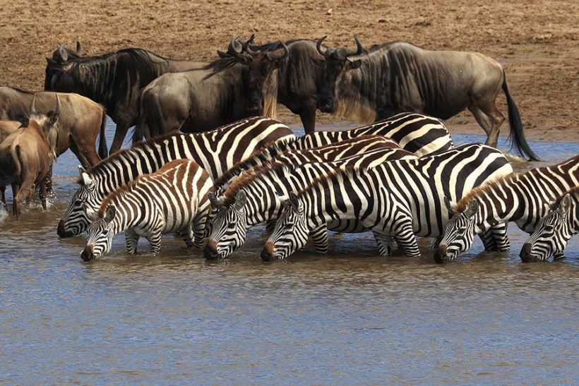 tanzania-wildebeest