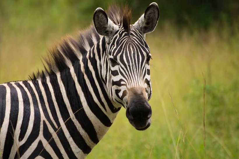 zebra-uganda-lake-mburo