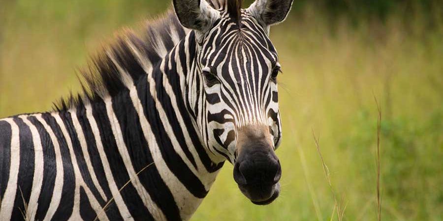 zebra-uganda-lake-mburo Zebra in Lake Mburo