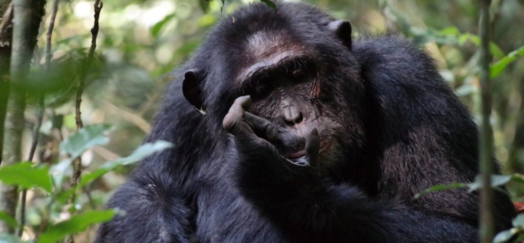 Chimpanzee Habituation Safari