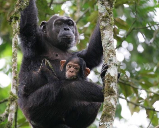 Chimpanzee Habituation experience in Kibale forest