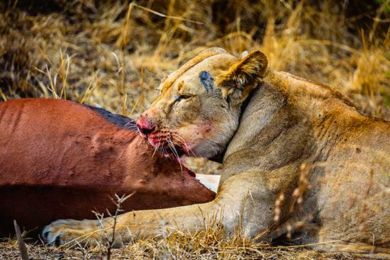 Akagera national park lions