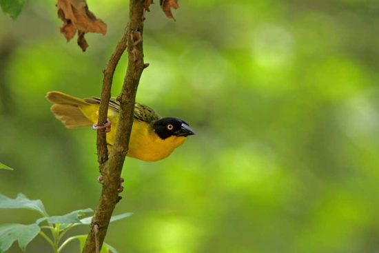 Kibale forest national park