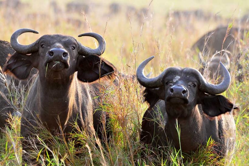 buffaloes-in-kidepo-valley-uganda
