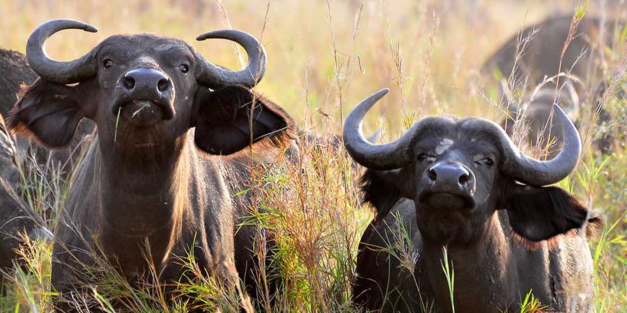 buffaloes-in-kidepo-valley-uganda Kidepo Valley National park, Uganda