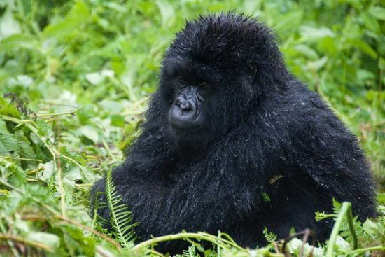 gorilla trekking Volcanoes national park