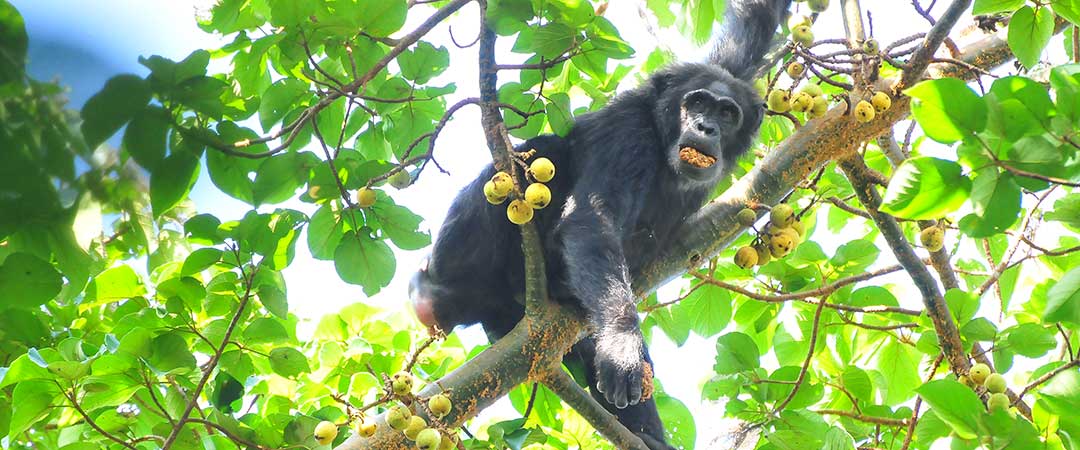 Kibale forest national park