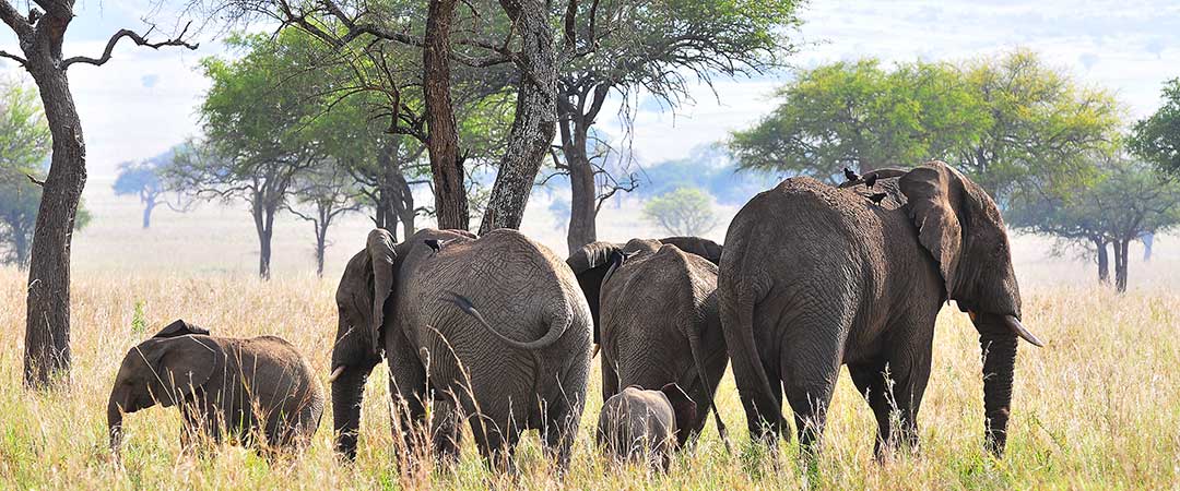 Kidepo Valley National park, Uganda