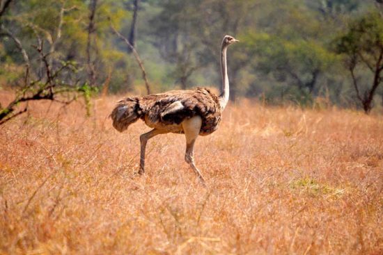 Kidepo Valley National park, Uganda