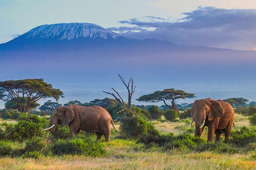 tanzania kilimanjaro safari zanzibar