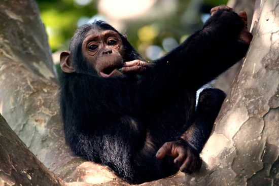 Chimpanzee Gombe national park