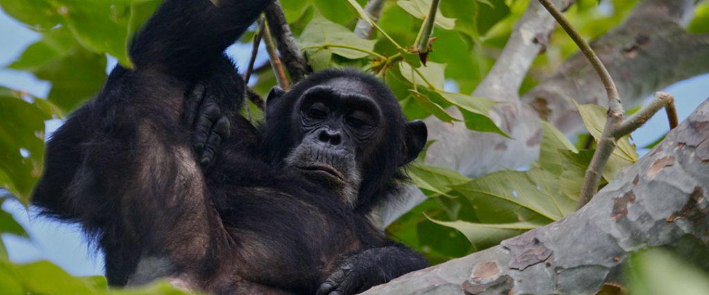 Chimpanzee Gombe national park