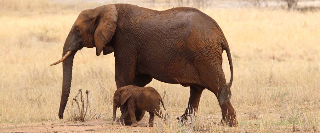 Tarangire National Park Tanzania