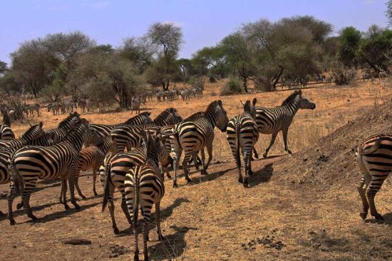 Tarangire National Park Tanzania