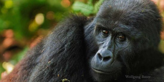 Mountain gorilla Uganda