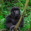 Uganda Rwanda affordable Safari - gorilla trekking