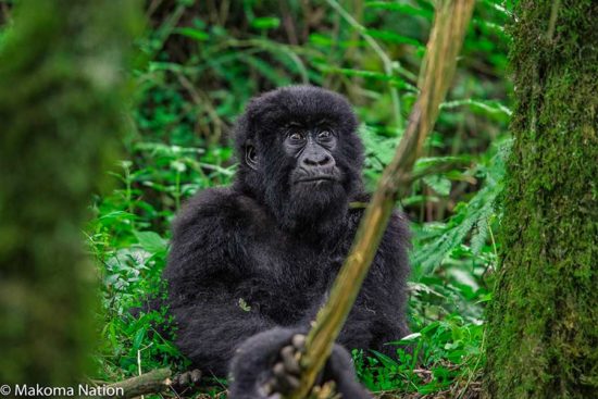 Uganda Rwanda affordable Safari - gorilla trekking