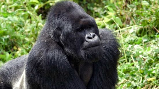 Rwanda Gorilla Permit