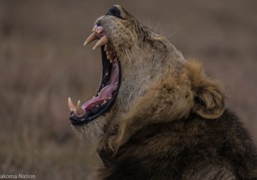 Lion-roaring