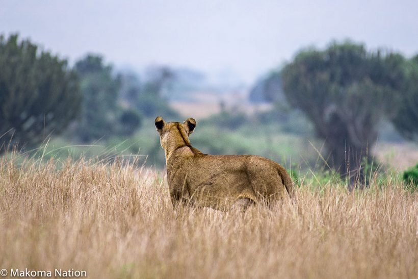 Lionness-in-Queen-uganda