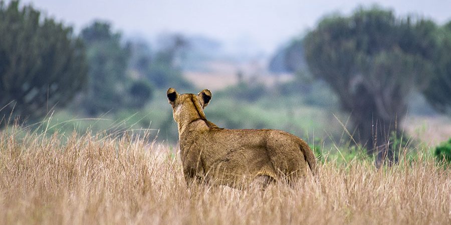 Lionness-in-Queen-uganda Lionness-in-Queen-uganda