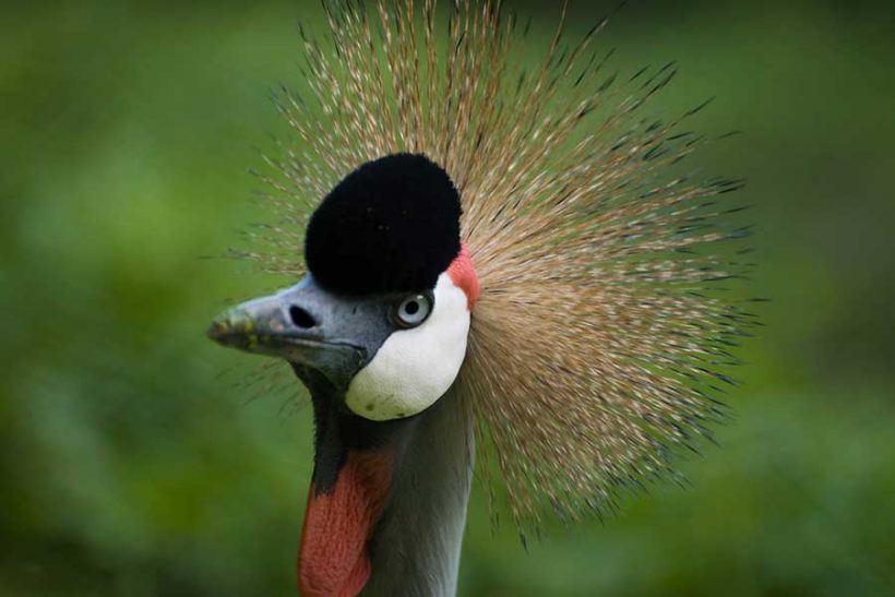 crested-crane