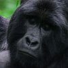 gorilla-trekking-in-uganda-rwanda-and-congo