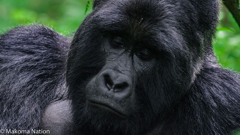 gorilla-trekking-in-uganda-rwanda-and-congo