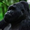 the-mountain-gorilla-of-uganda