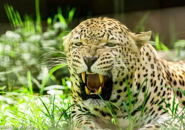 Leopard-Uganda-Safari